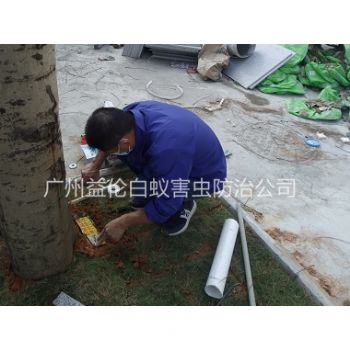 派潭鎮裝置（zhì）白蟻誘殺箱