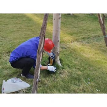 園林綠化滅治白蟻