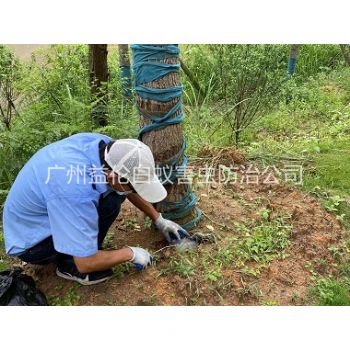 荔城綠化樹木（mù）治白蟻