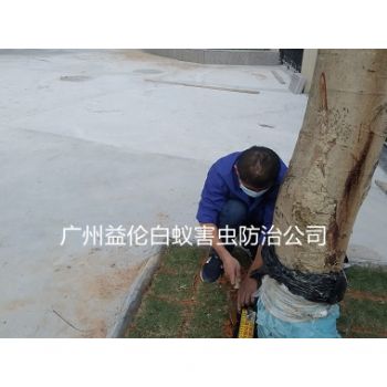 三江小（xiǎo）學裝置白蟻誘殺箱