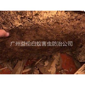 正果（guǒ）綜合樓挖出白蟻巢