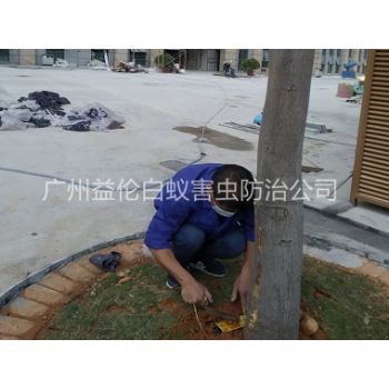 荔城裝置白蟻誘殺箱
