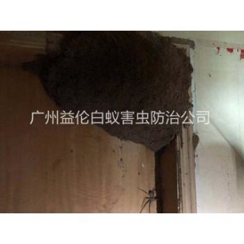 三江上門滅治白蟻巢