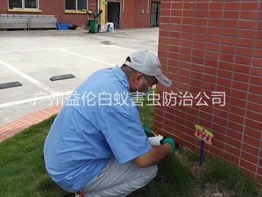 派潭殺滅（miè）紅火蟻工程
