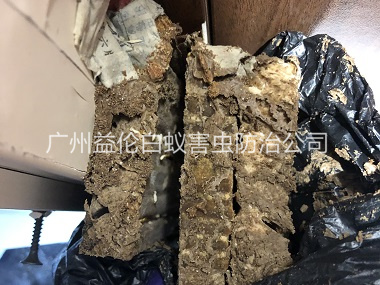 小樓（lóu）白蟻巢防治工程